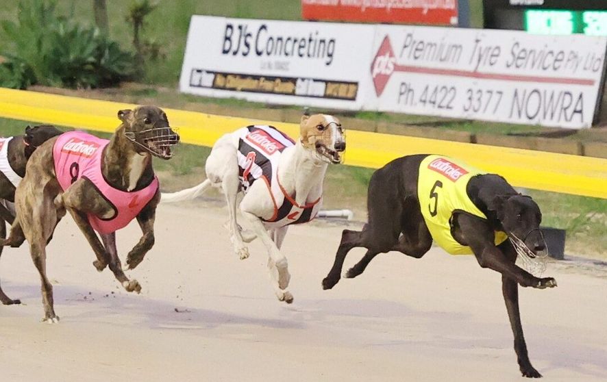 GWIC Injury Report Marks Record Welfare Progress - Greyhound Recorder