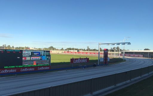 Tiggy Salt Greyhound - Form, Stats & News