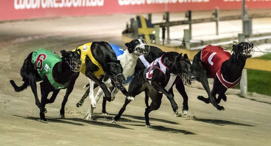 GRNSW Not Resting On Injury Reduction Laurels - Greyhound Recorder