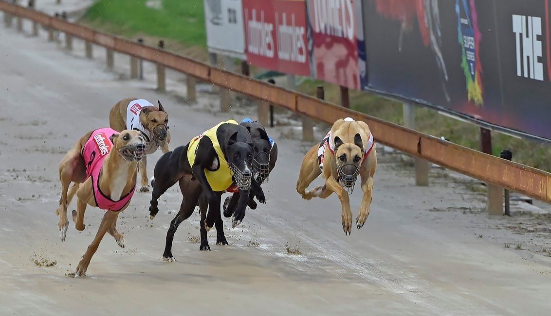 Tips For Goulburn, Wagga, The Gardens, Richmond - Greyhound Recorder