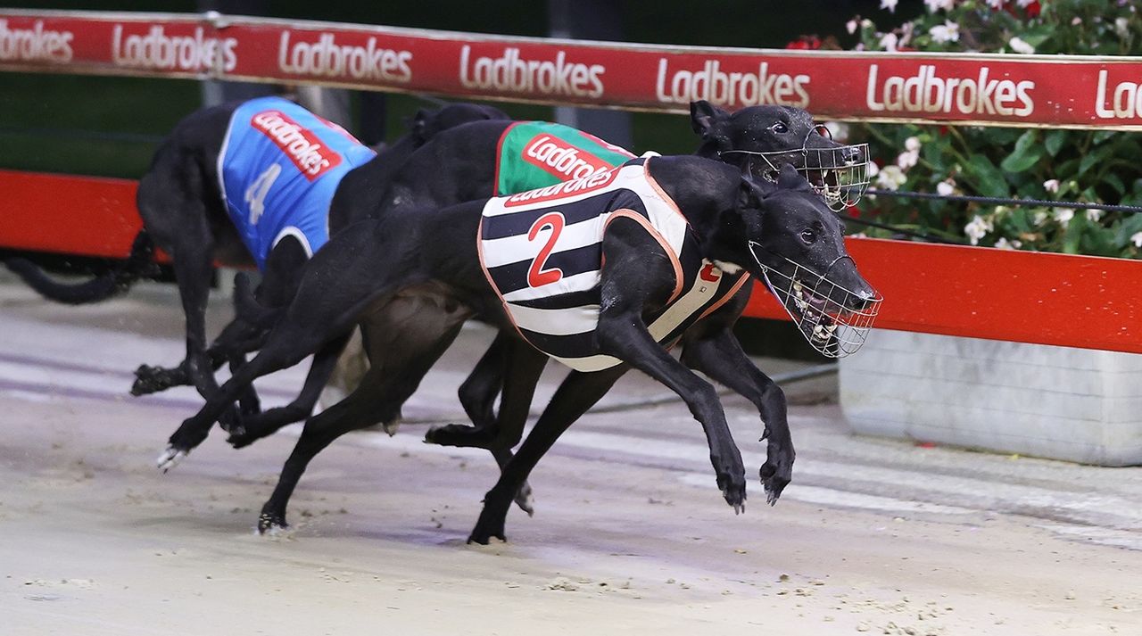 Group Commander Greyhounds