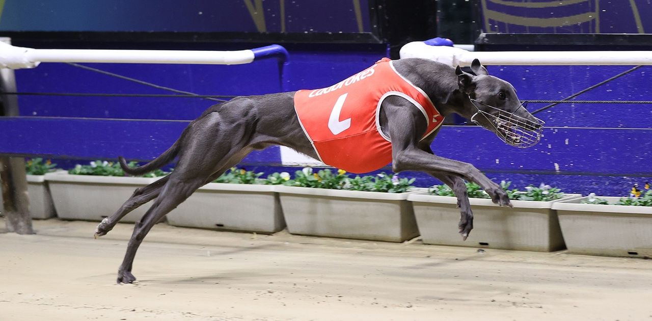 Zipping Ruger's Straight-Shooting Wenty Debut - Greyhound Recorder