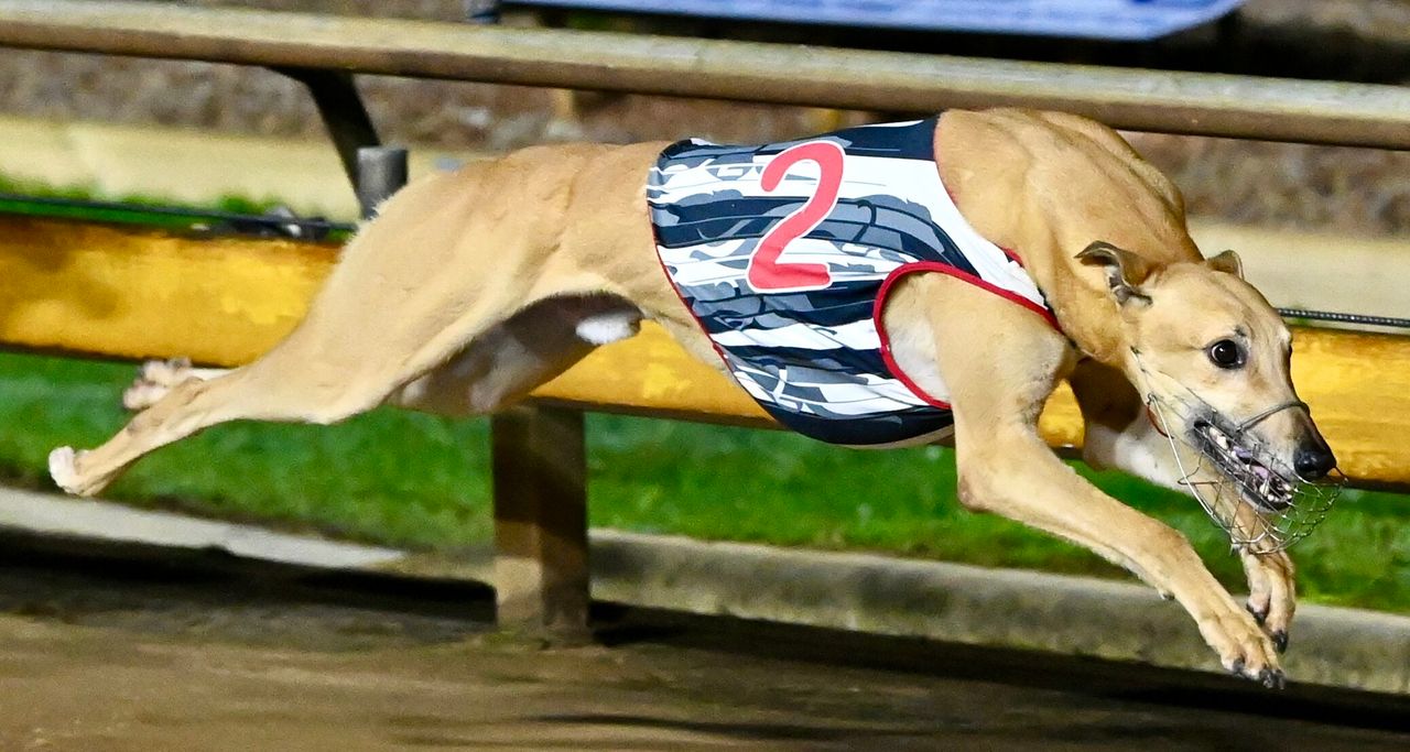 Crackerjack Ralf Claims Big Scalps in Champion Sprinter - Greyhound ...