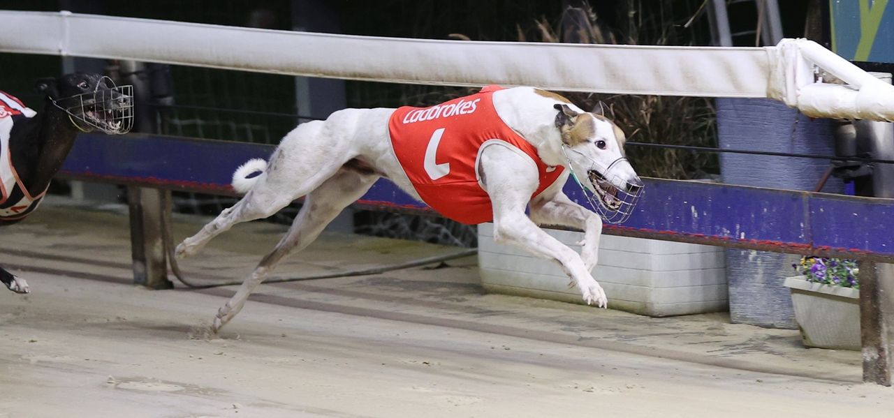 MDC Hard Luck Story Can Handle Gosford - Greyhound Recorder
